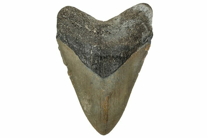 Fossil Megalodon Tooth - North Carolina #328261